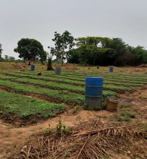 A snapshot of the agricultural landscape in the dry forest area near Abofour: a tomato field in the community.