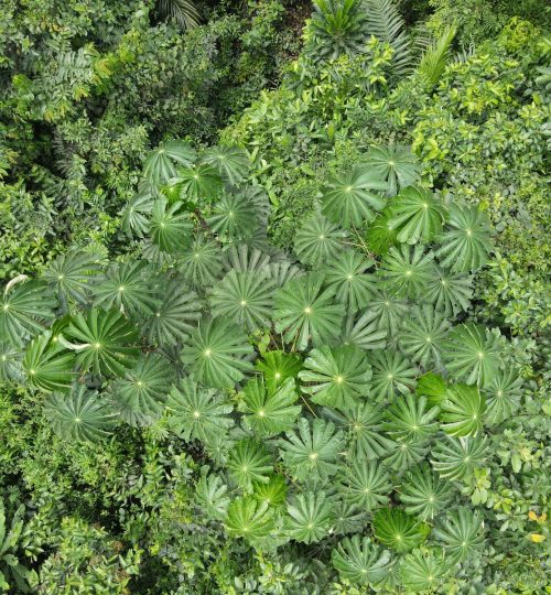 Aerial photo of a big Musanga cecropioides in the wet forest site at Bonsa.