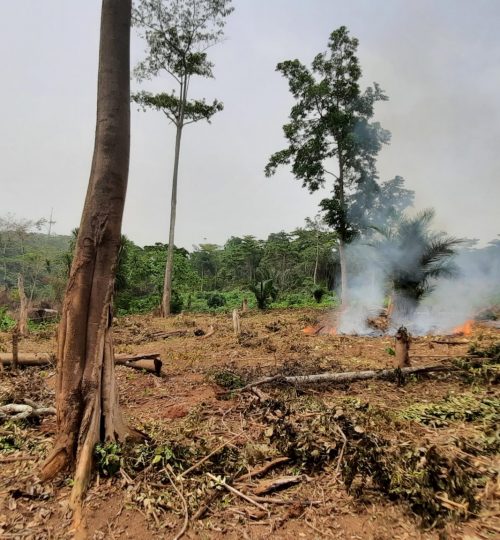 Land clearing activities in the dry forest area through the use of fire.