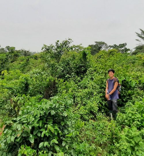 A 1-year-old plot in the dry forest area on former maize field with Tomonari for scale.
