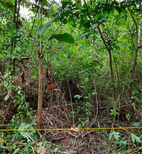 A side view of a 1-year-old wet forest in the Bonsa area with up to 4 m tall vegetation.