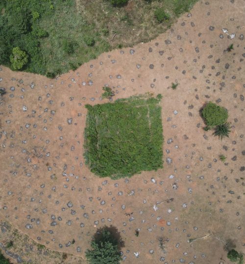 An aerial picture from right above of the same 1-year-old dry forest.